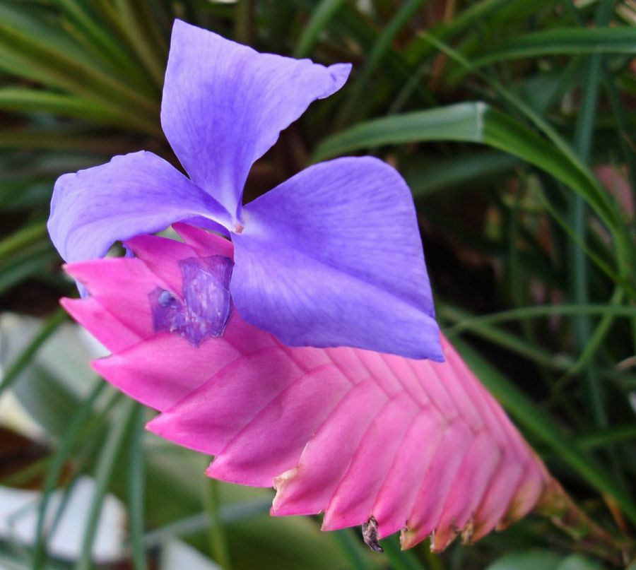 Tillandsia