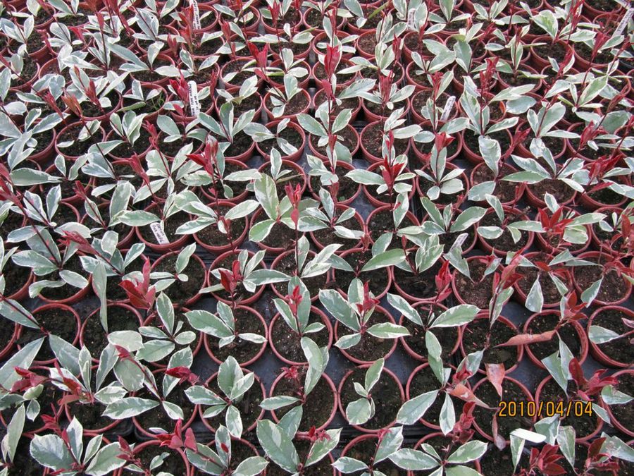 Photinia