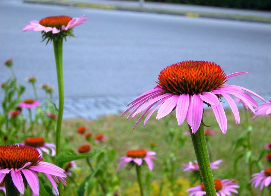 Echinacea