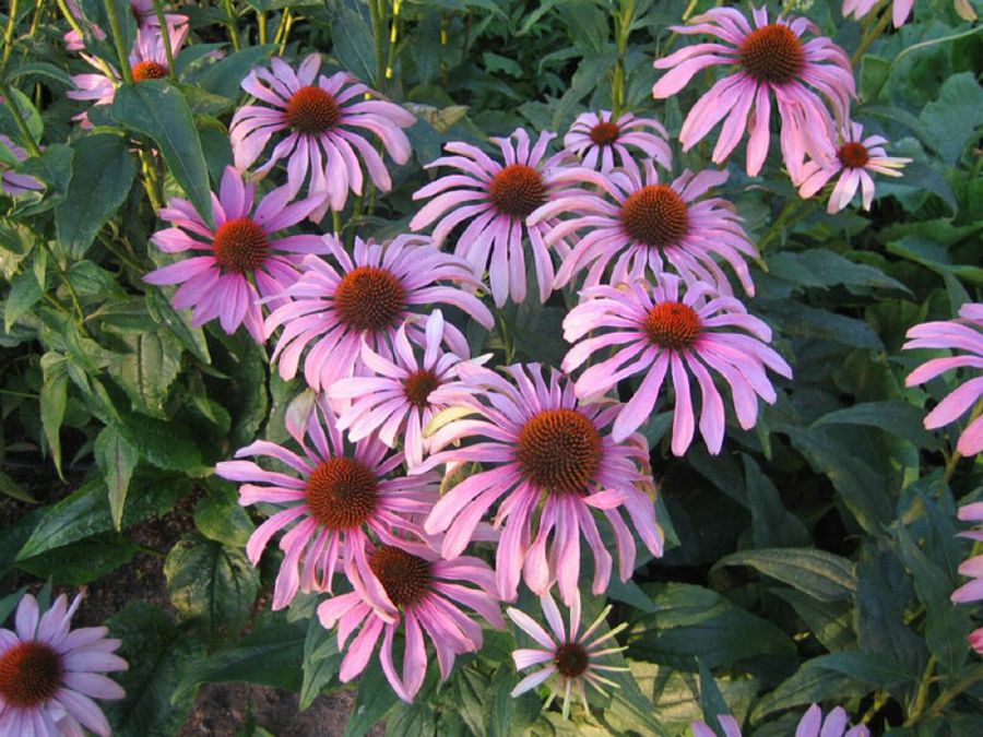 Echinacea