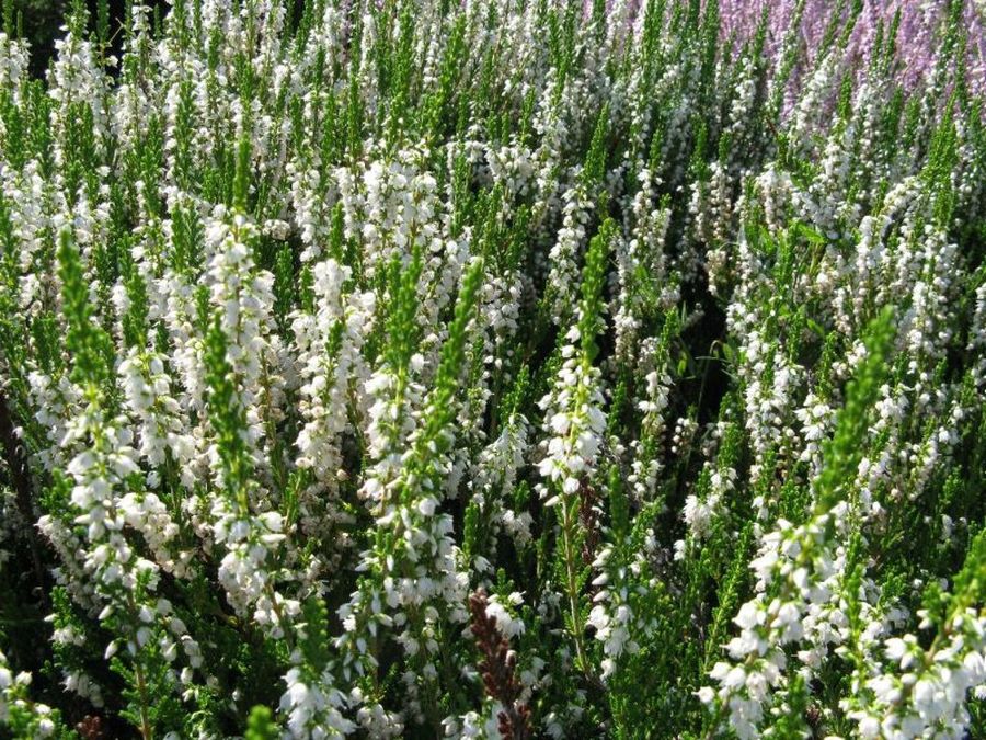 Calluna vulgaris
