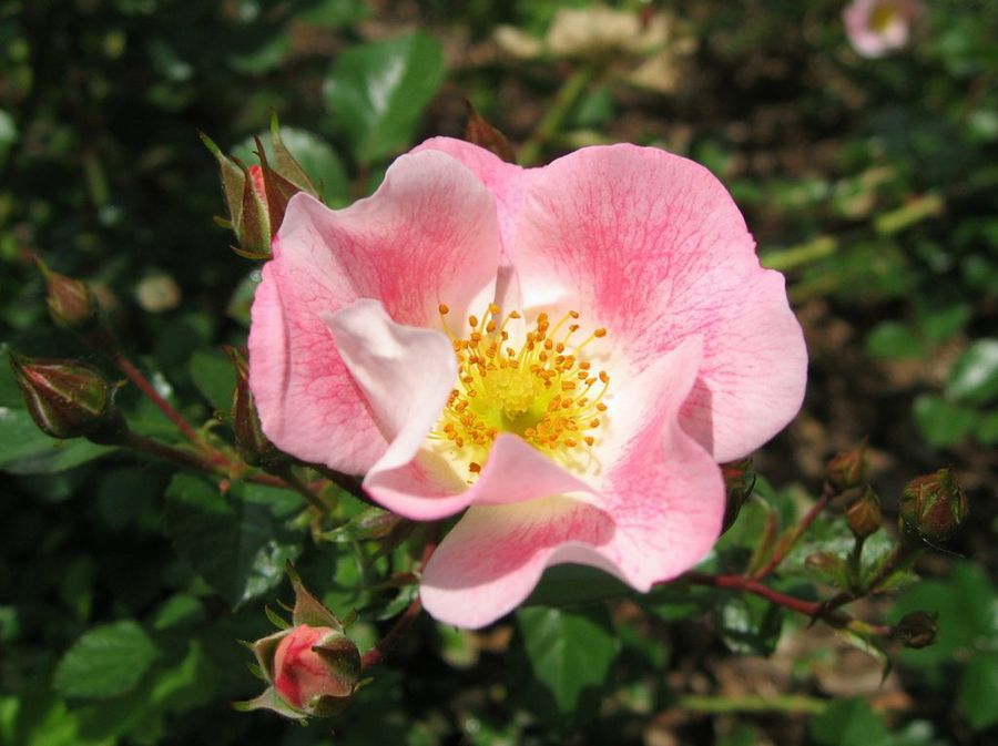 Rosa eglanteria
