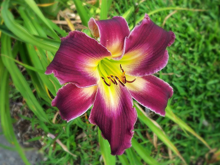 Hemerocallis