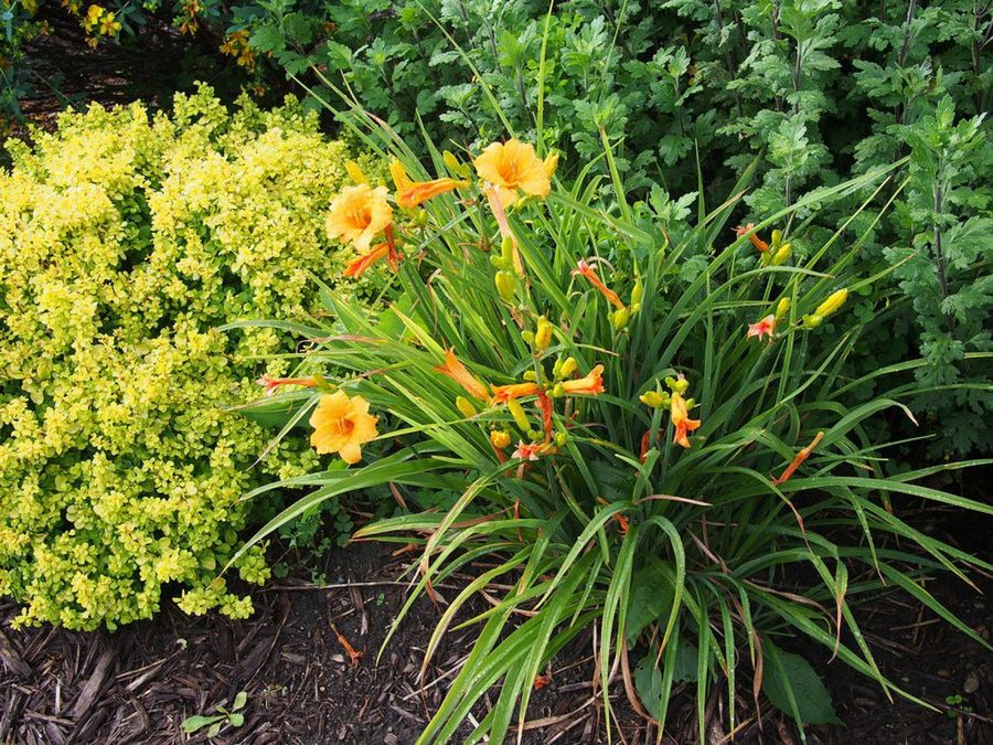 Hemerocallis