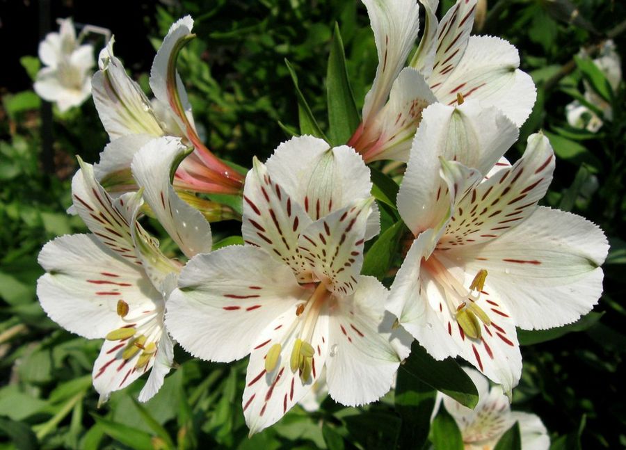 alstroemerias