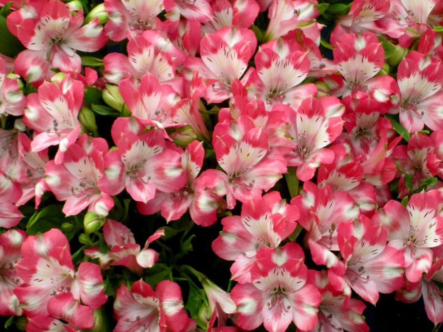 alstroemerias