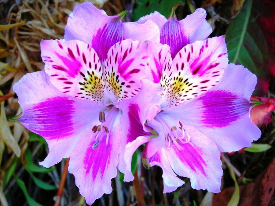 alstroemerias