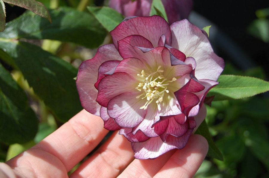 Helleborus