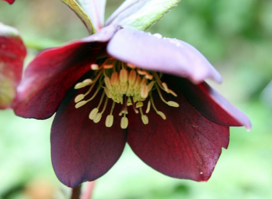 Helleborus purpurascens