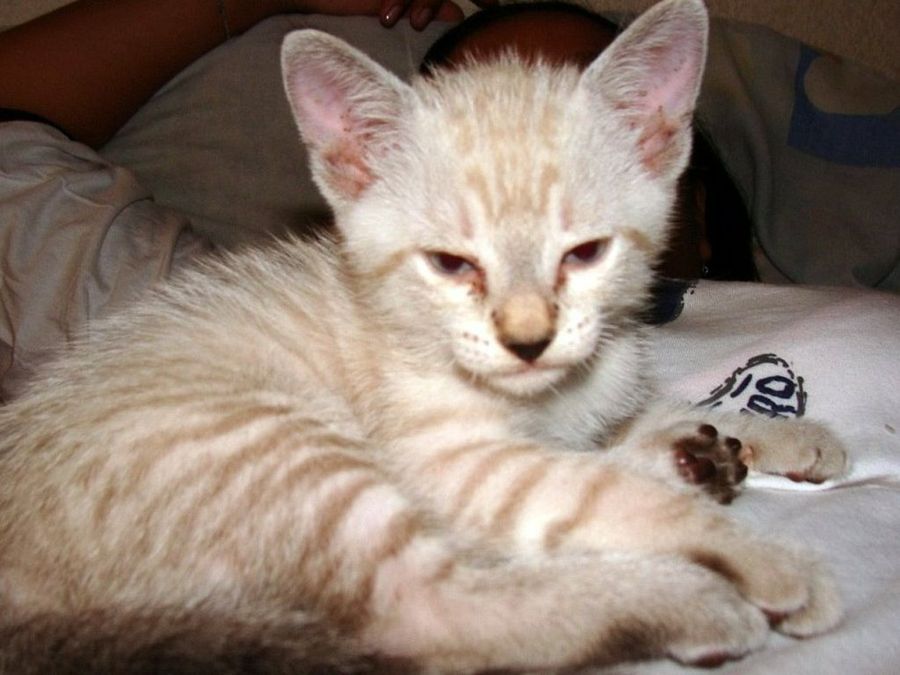 Gatito pequeño