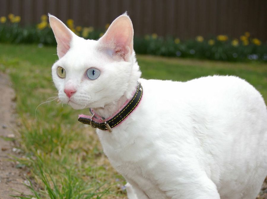 Devon Rex