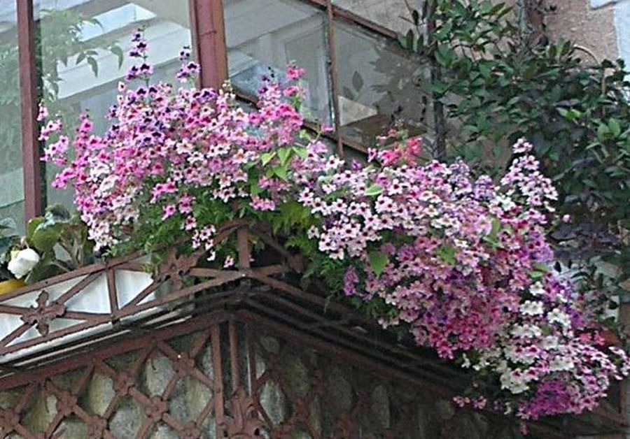 Imagen 2