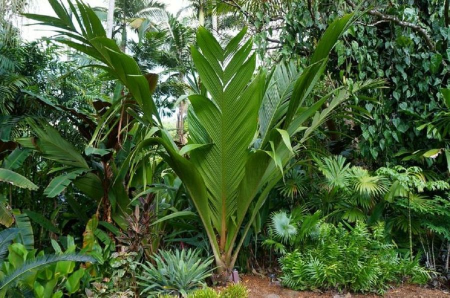 Maravillas Tropicales Plantas