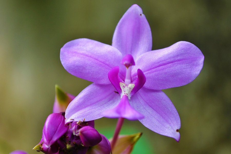 Orquídeas