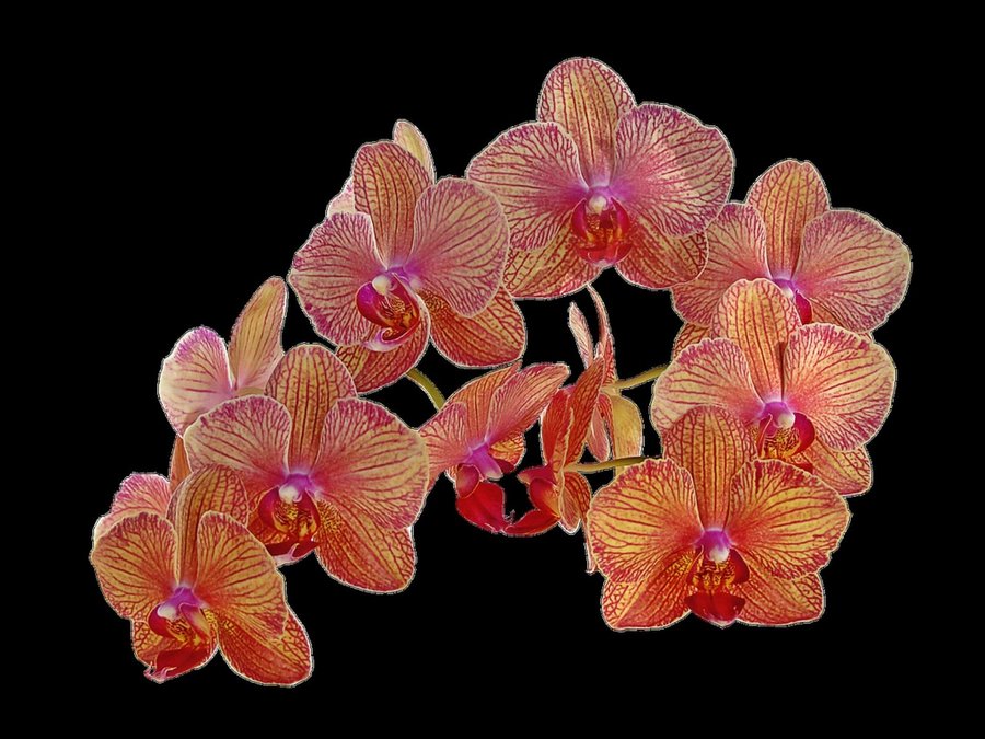 Orquídeas