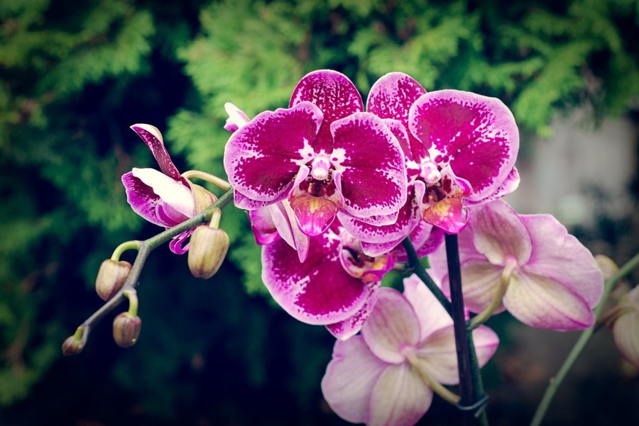 Orquídeas