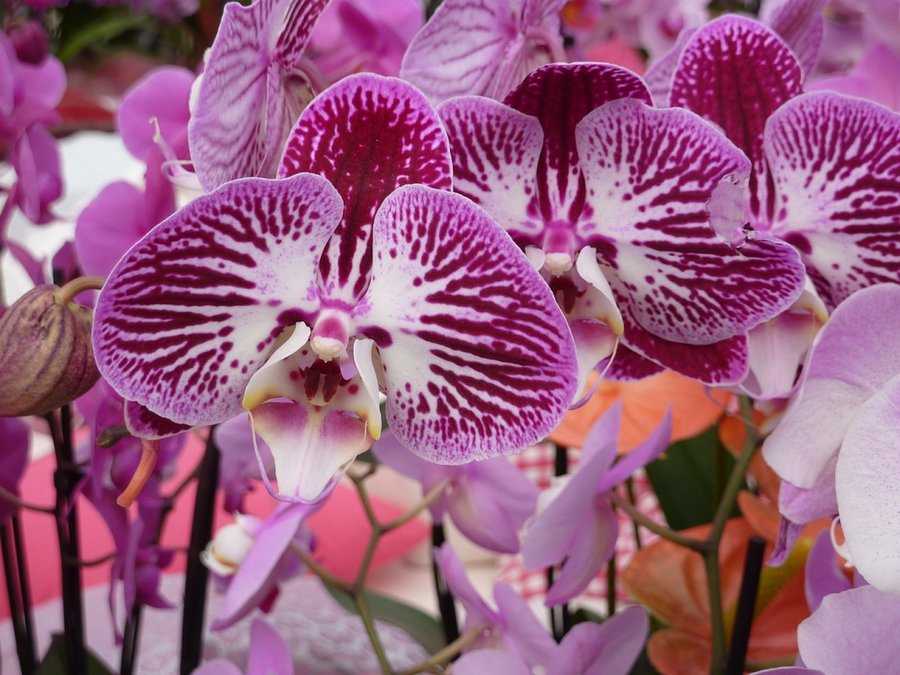 Orquídeas