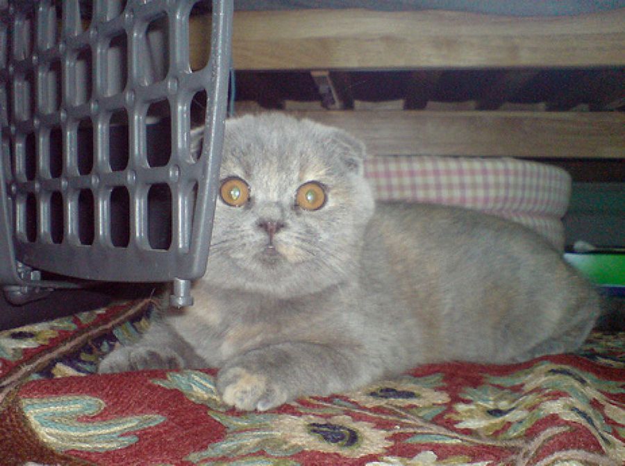 Scottish Fold
