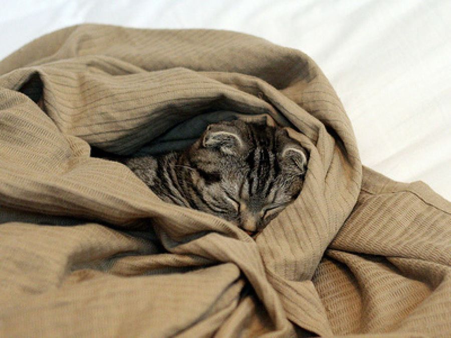 Scottish Fold