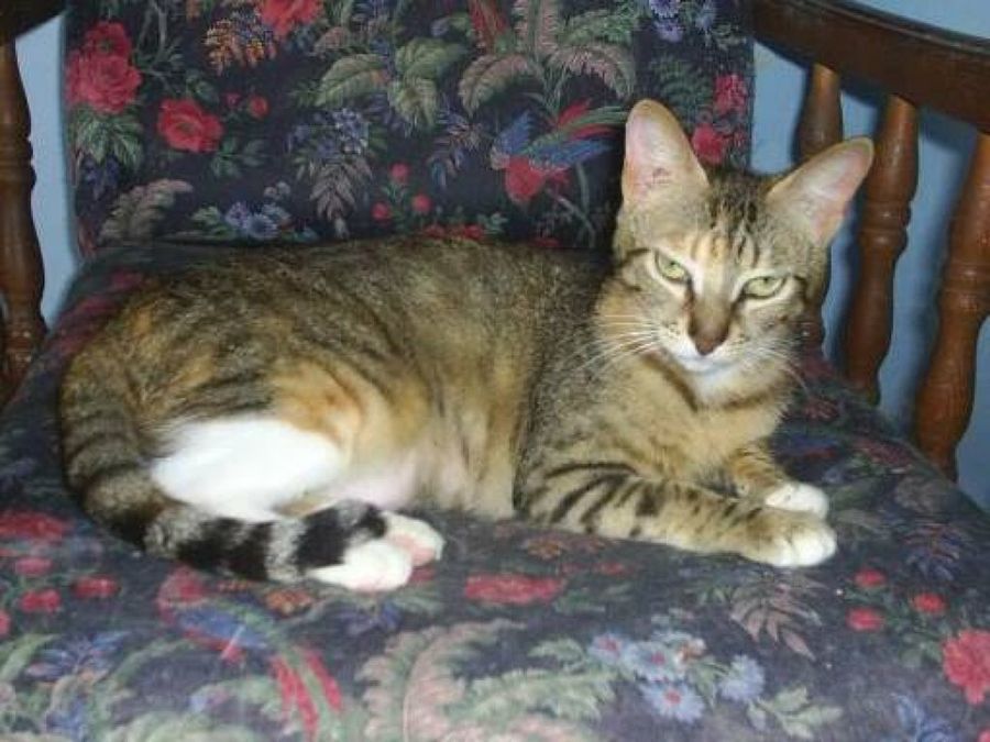 gestacion gatas jovenes