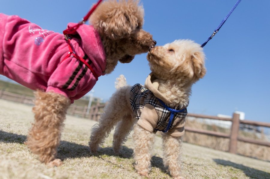 caniche