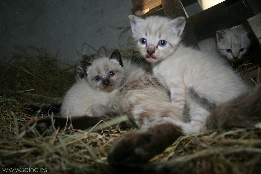 gatitos