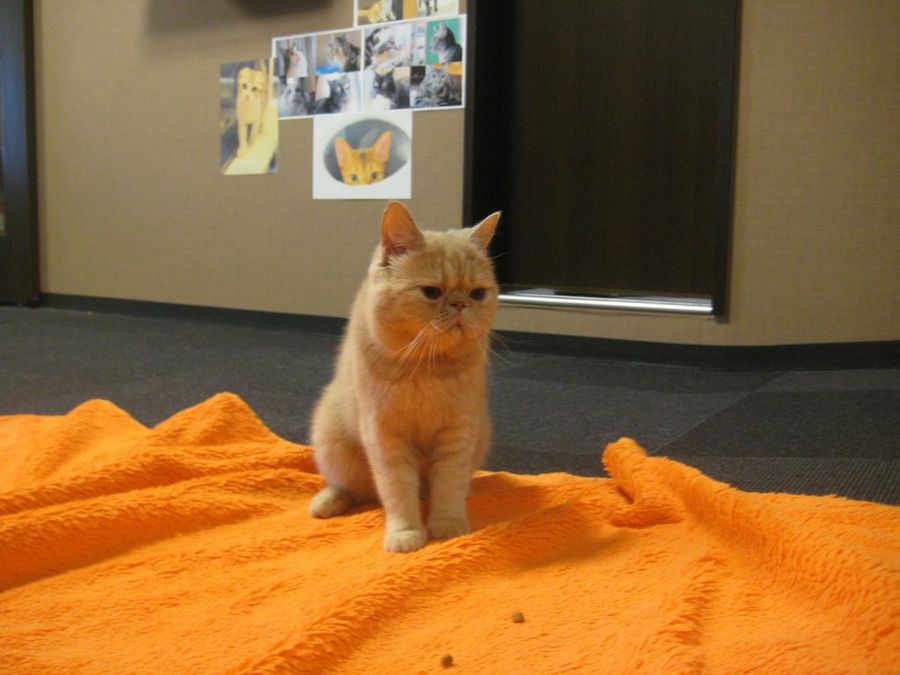 gato exótico sentado