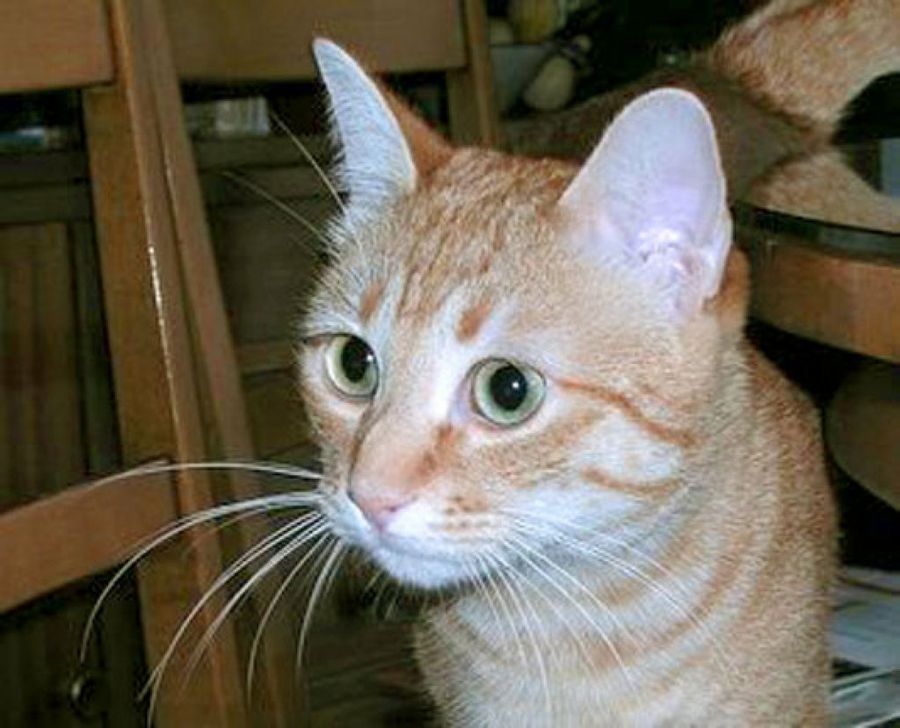 gato bigotes blancos