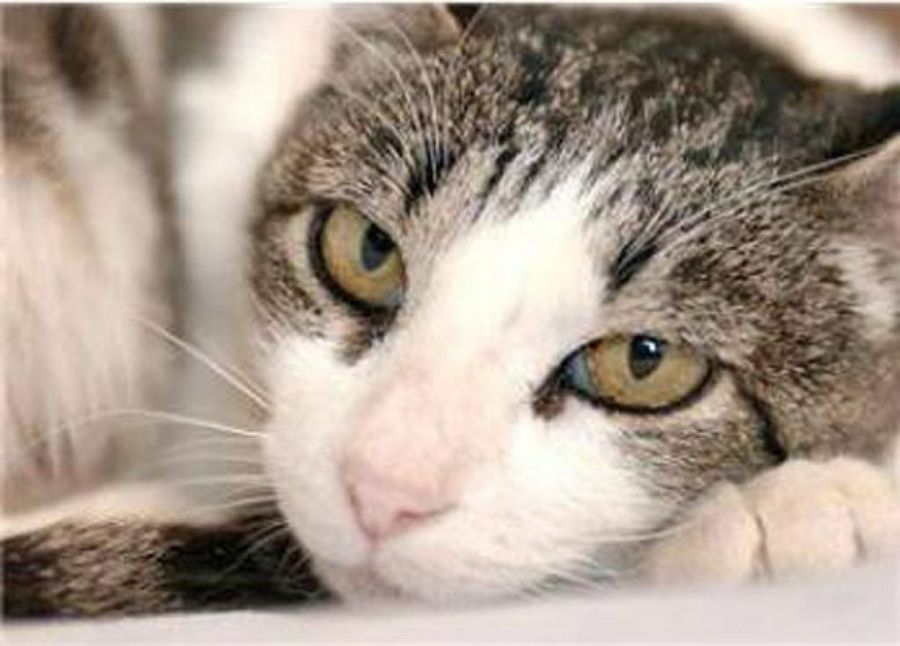 gato blanco&gris ojos verdes