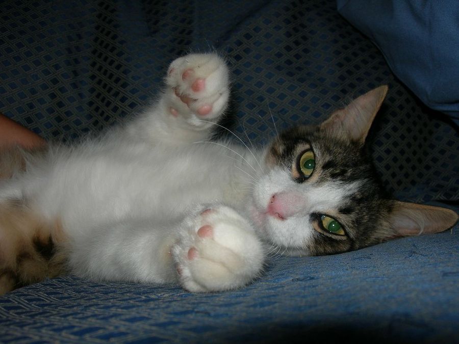 Gato