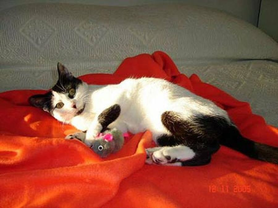 gato con peluche y manta roja