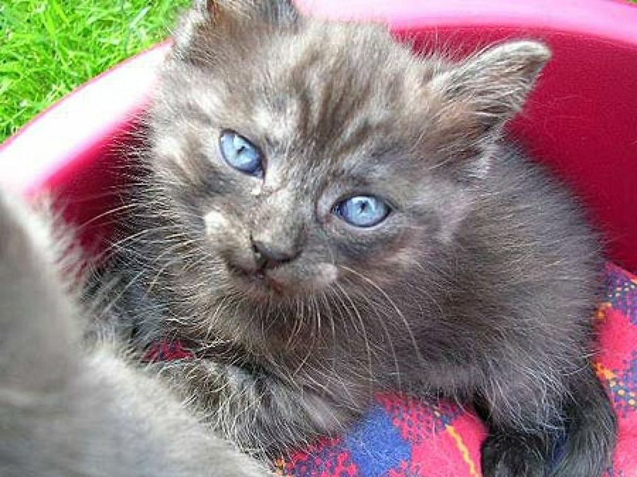 gato en cesta roja