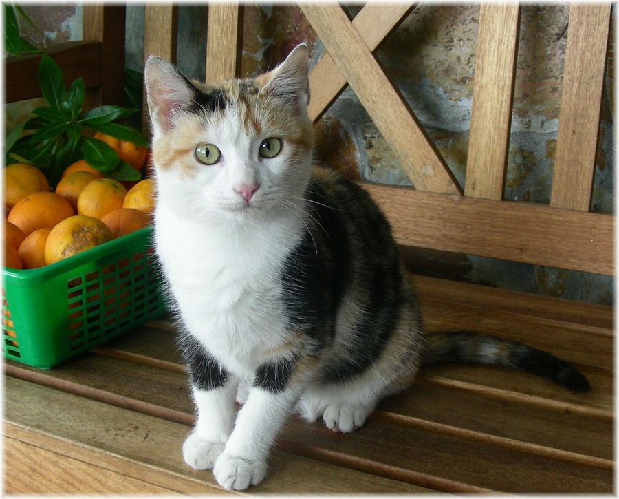 gato blanco, negro y marrón