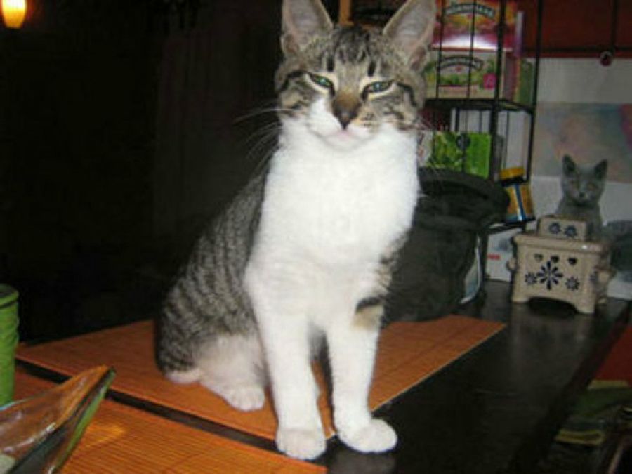 gato blanco&gris