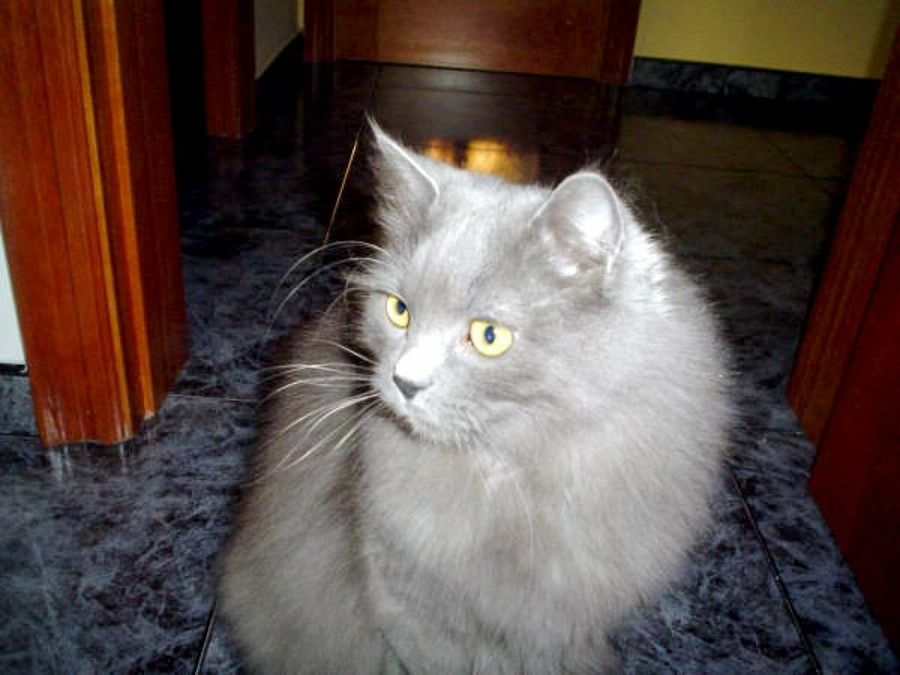 gata gris