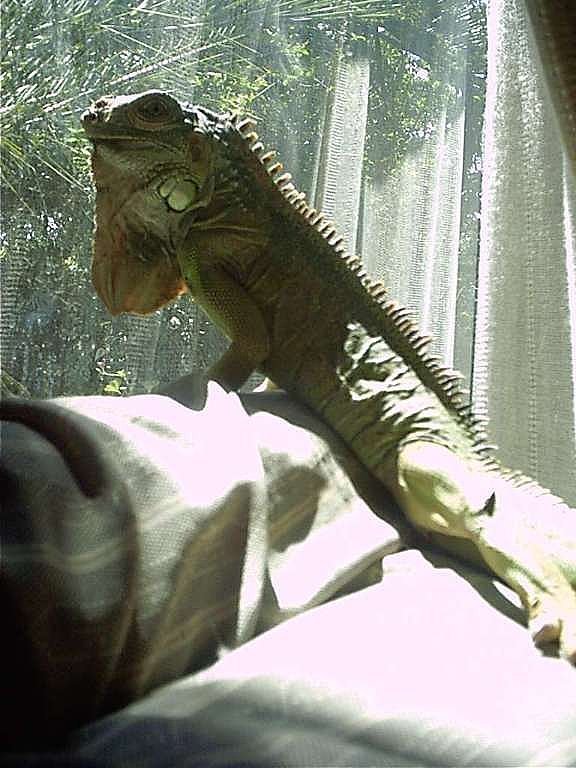 Visor