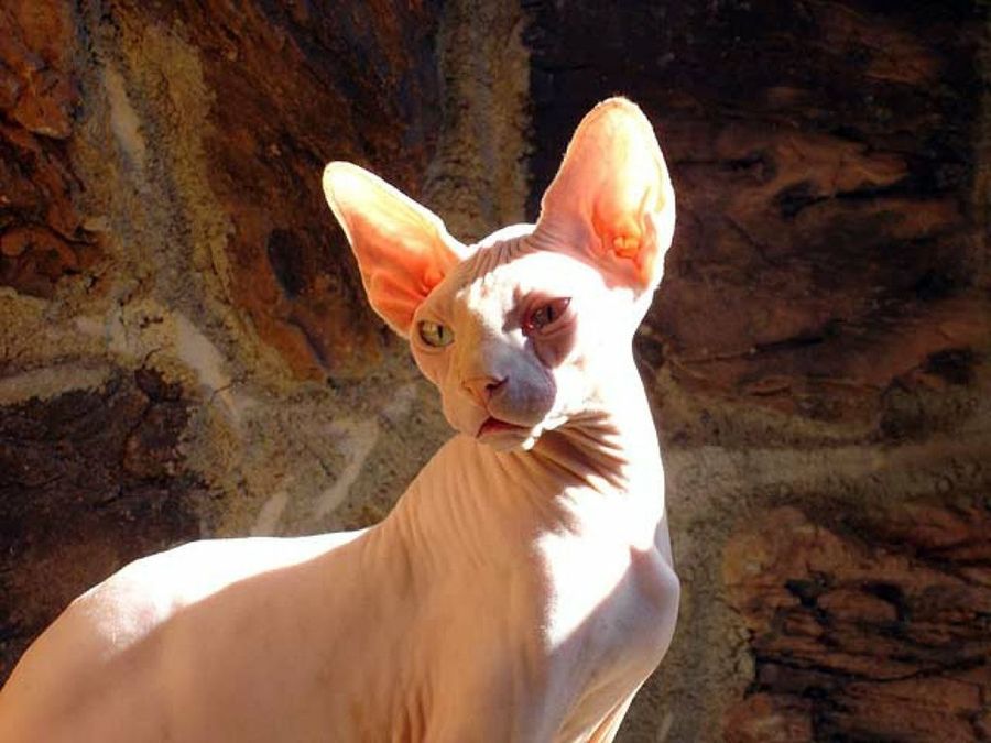 gato esfinge al sol