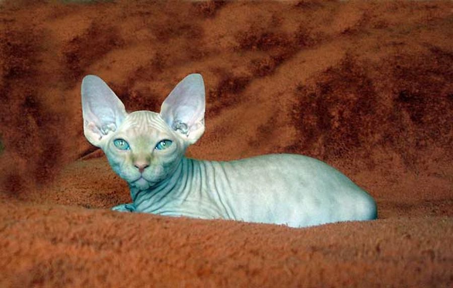 gato esfinge echado
