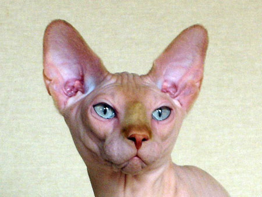 gato esfinge ojos azules