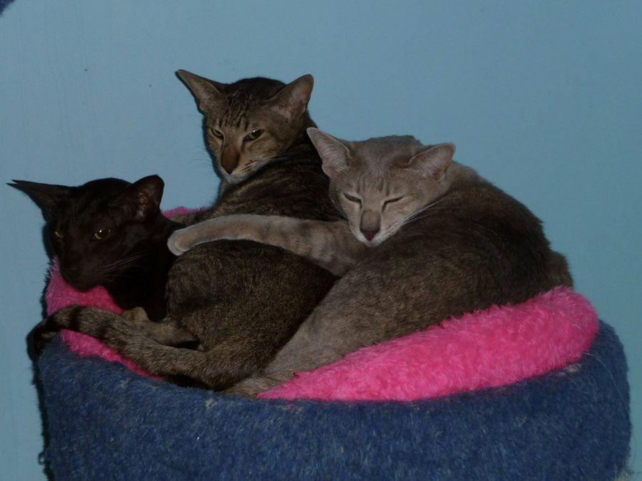 tres gatos orientales