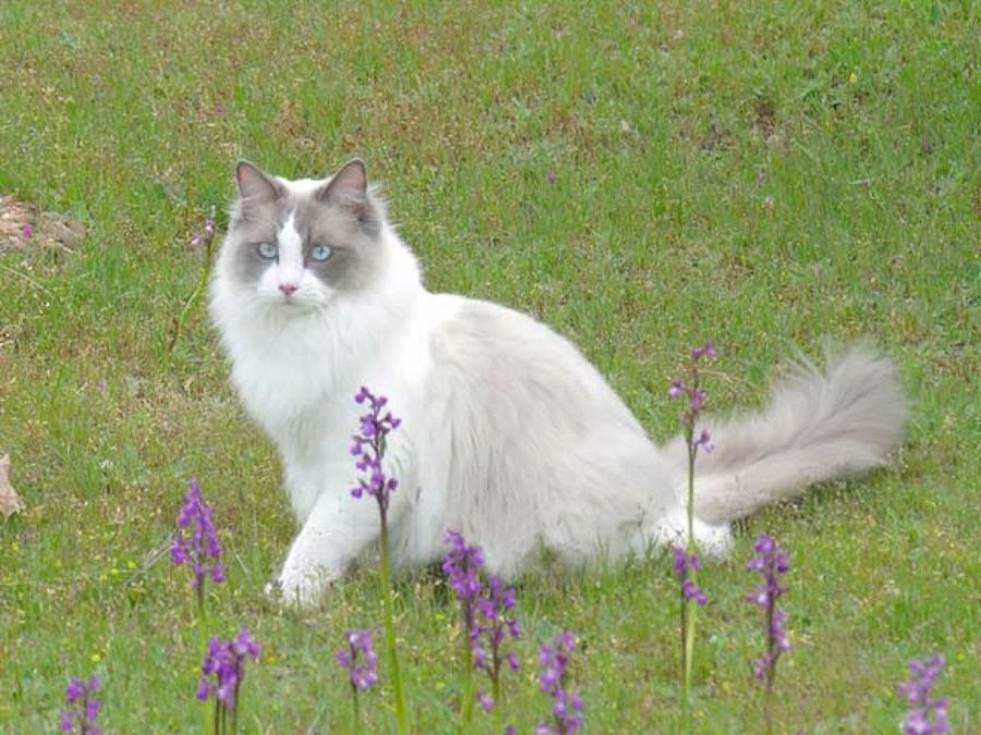 ragdoll en el césped
