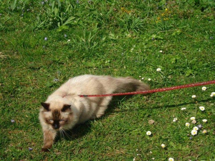 ragdoll con correa