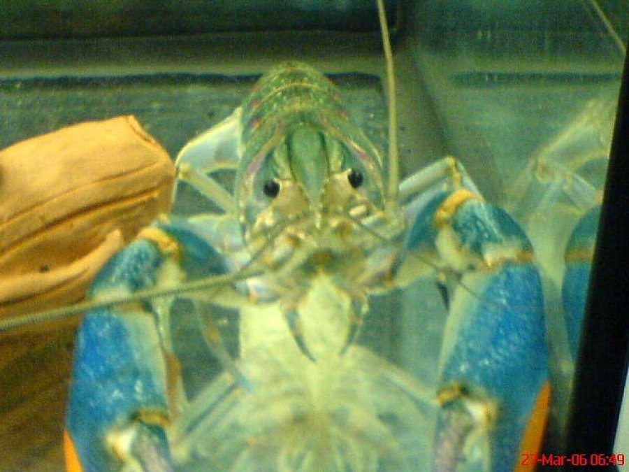 Visor