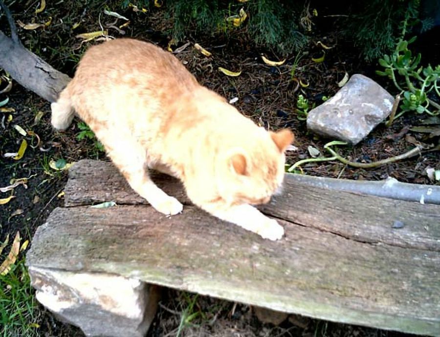 gato en el jardín