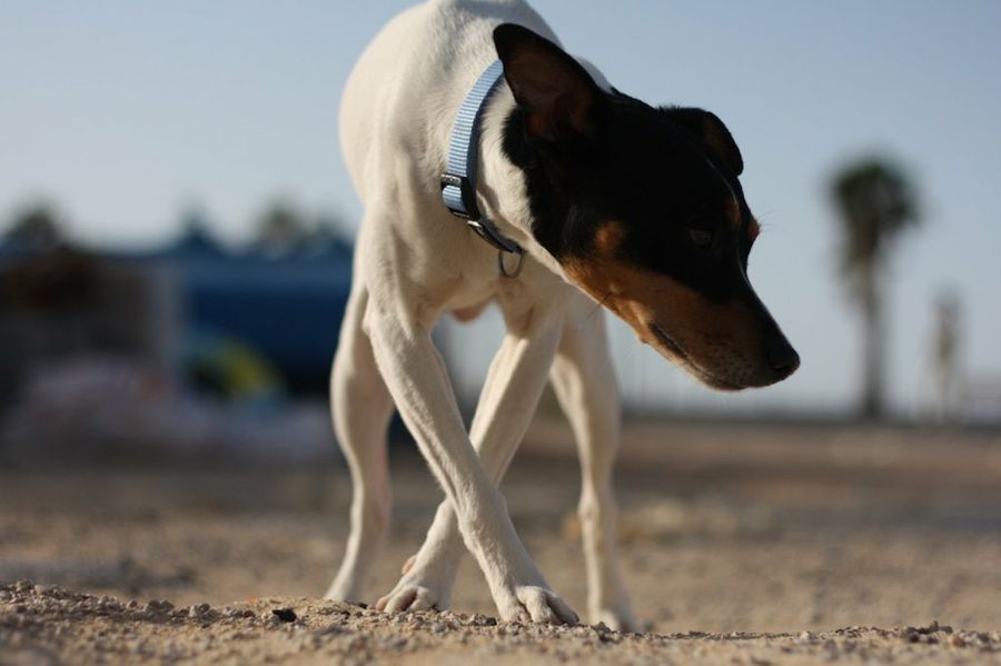 ratón bodeguero andaluz1