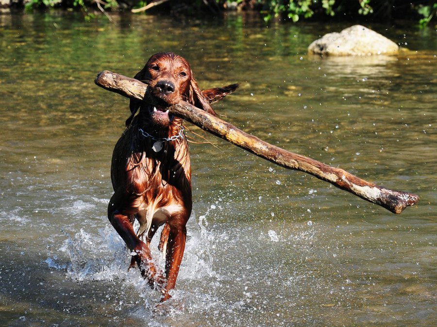 setter