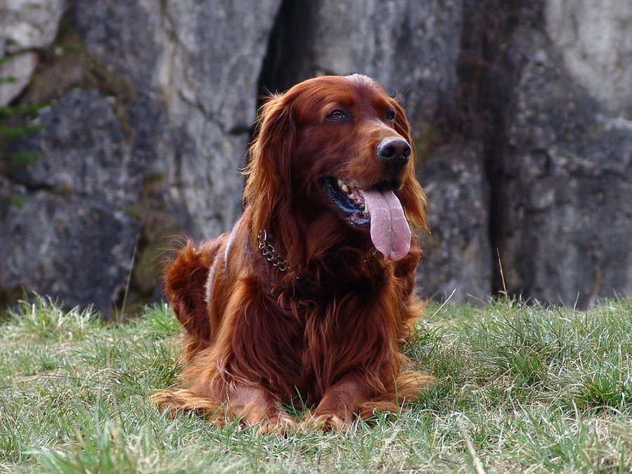 setter