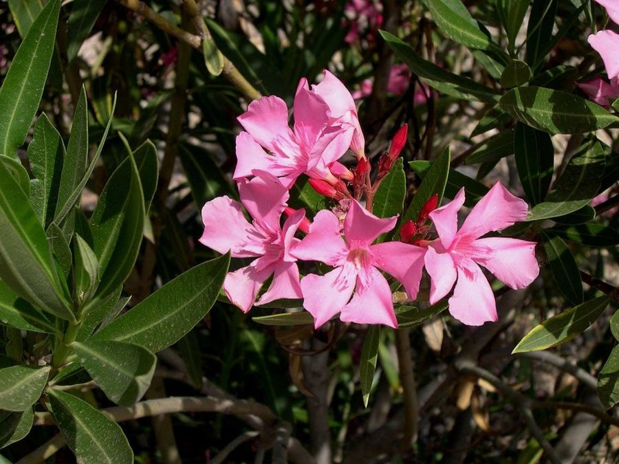 adelfa