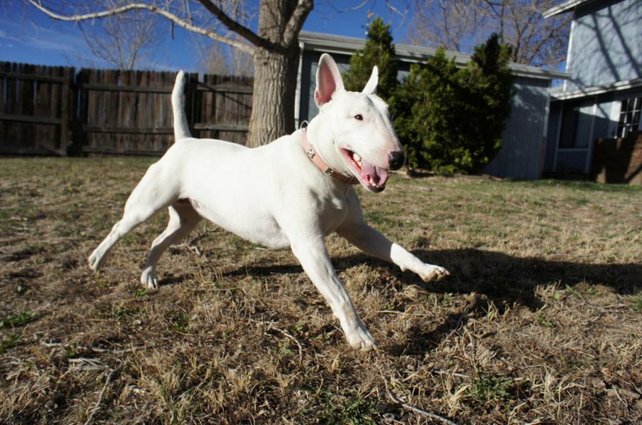 bull terrier