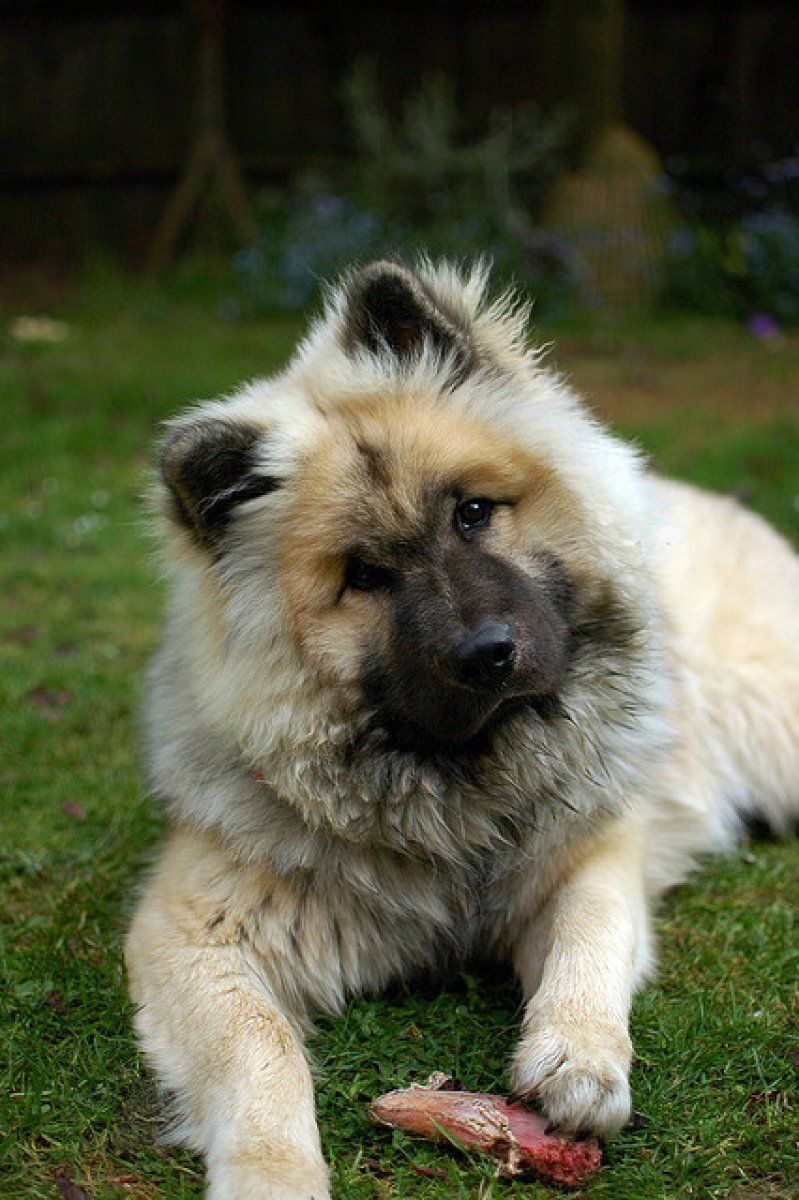 Eurasier, un descendiente del Chow Chow Mascotas